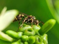 Yellow Jacket wasp sucking honey from flower