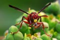 A yellow jacket wasp was sunbathing to dry the morning dew on its body.