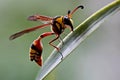 A yellow jacket wasp was sunbathing to dry the morning dew on its body.