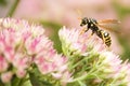 Yellow Jacket Wasp Royalty Free Stock Photo