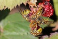 Yellow jacket wasps eating raspberry fruit during summer