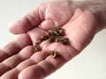 Man holding dead and dying wasps