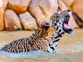 A yellow jaguar with an open mouth swims across a river