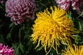 Yellow Japanese Chrysanthemum