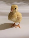 Yellow Japanese coturnix quail chick