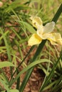 Yellow Japanese Iris