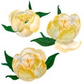 Yellow japanese peonies isolated