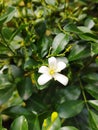 Yellow Jasmine Ornamental Plants Because of the Shape, Type and Color Like Jasmine Flowers