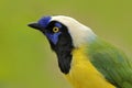 Yellow jay, detail portrait of tropic bird. Yellow Bird, black and blue head, wild nature. Green Jay, Cyanocorax yncas, wild Royalty Free Stock Photo