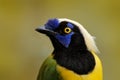 Yellow jay, detail portrait of tropic bird. Yellow Bird, black and blue head, wild nature. Green Jay, Cyanocorax yncas, wild Royalty Free Stock Photo