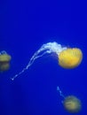 Yellow jelly fish Royalty Free Stock Photo