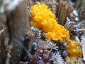 Yellow Jelly Fungus