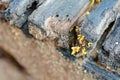 Yellow jelly fungus grows on decaying wood Royalty Free Stock Photo