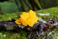 Yellow jelly fungus growth on fallen damp branch