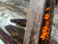 Yellow jelly mushroom growing on dry wood Royalty Free Stock Photo