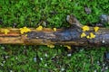 Yellow Jelly Mushrooms on Dead Log