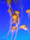 Yellow Jellyfish Royalty Free Stock Photo