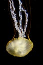 A yellow jellyfish against a black background