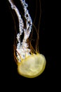 A yellow jellyfish against a black background Royalty Free Stock Photo