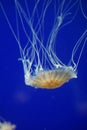 Yellow jellyfish in aquarium with blue background Royalty Free Stock Photo