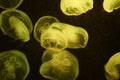 Yellow jellyfish in an aquarium Royalty Free Stock Photo