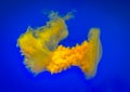 Yellow jellyfish Royalty Free Stock Photo