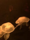 Yellow Jellyfish floating in an aquarium Royalty Free Stock Photo
