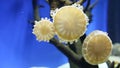 Yellow jellyfish stuck to the aquarium glass