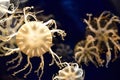 Yellow jellyfish with tentacles Royalty Free Stock Photo