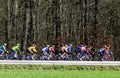 The Yellow Jersey in the Peloton - Paris-Nice 2024 Royalty Free Stock Photo