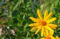 Yellow Jerusalem artichoke flower Royalty Free Stock Photo