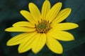 Yellow Jerusalem Artichoke Flower With Delicate Petals