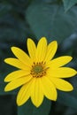 Yellow Jerusalem Artichoke Flower With Delicate Petals Vertical