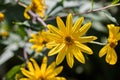 Yellow Jerusalem artichoke flowers