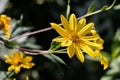 Yellow Jerusalem artichoke flowers