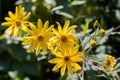 Yellow Jerusalem artichoke flowers