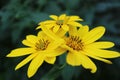 Yellow Jerusalem Artichoke Flowers In The Garden