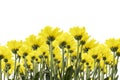 Yellow Jerusalem artichoke flowers isolated over white background Royalty Free Stock Photo