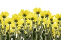 Yellow Jerusalem artichoke flowers isolated over white background Royalty Free Stock Photo