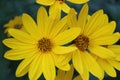 Yellow Jerusalem Artichoke Flowers Withe Delicate Petals