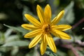 Yellow Jerusalem artichoke flowers