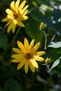 Yellow Jerusalem artichoke flowers