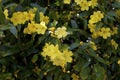 Yellow Jessamine 821838