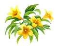 Yellow jessamine Royalty Free Stock Photo