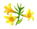 Yellow jessamine Royalty Free Stock Photo