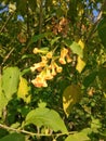 Yellow jessamine, commonly known as Cestrum aurantiacum Lindl