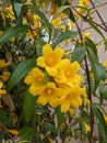 Yellow Jessamine flowers Gelsemium sempervirens in the vine in North Carolina