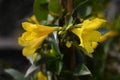 Yellow jessamine