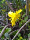 Yellow Jessamine Lights up the Spring !