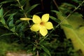 Yellow Jessamine  840410 Royalty Free Stock Photo